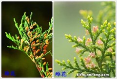 植物开花是母的，不开花就是公的？