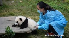 ?大熊猫怎么也会这么八卦呢？