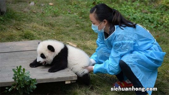 ?大熊猫怎么也会这么八卦呢?