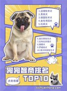 世界十大最易训练的狗 牧羊犬是高智商的代表容易训练