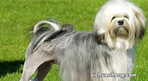 世界十大名犬 藏獒忠心护主对于陌生人有着很强攻击性