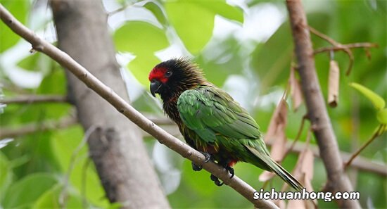 世界十大最粘人的鸟 八哥可以被拿在手上把玩