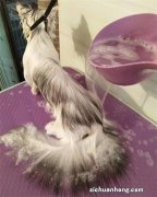 世界十大最不掉毛的猫 斯芬克斯猫是猫毛过敏者的首选