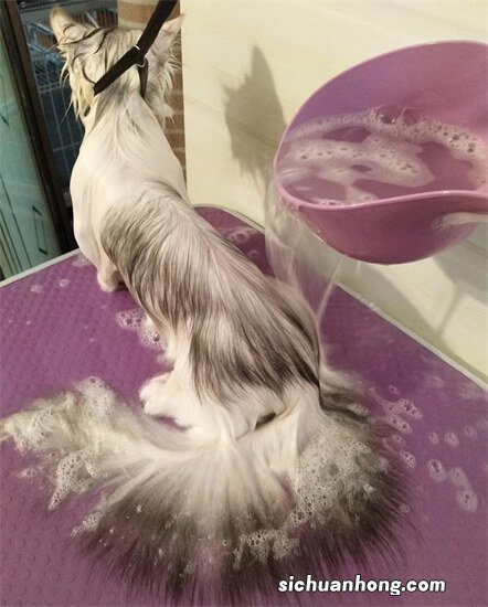 世界十大最不掉毛的猫 斯芬克斯猫是猫毛过敏者的首选