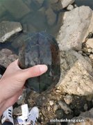 野钓时，钓到“它们”，请收起你的“善心”，别让放生变成杀生！