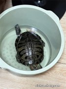 养龟最忌讳什么？