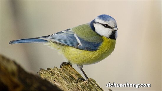 世界七大最萌的鱼 五脚虎像一个行走的表情包翻车鱼体型大