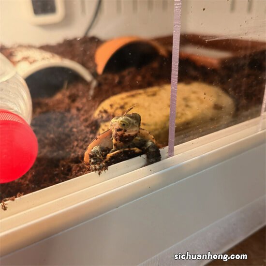 如何饲养乌龟？