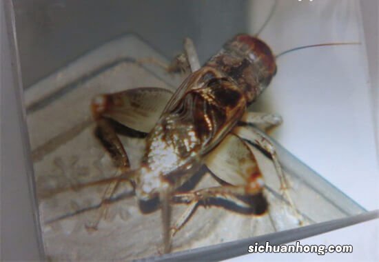 世界上最值钱的昆虫排行:蟋蟀竟上榜，第2世上最美蝴蝶