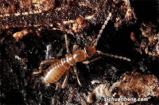 全球十大珍稀昆虫排行榜 第二名已经灭绝，第九名为蝴蝶