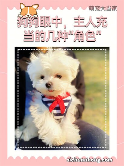 世界十大最粘人的狗 圣伯纳犬依赖人纽芬兰犬性格温和