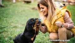 护主人最忠诚的狗排名：圣伯纳犬上榜中华田园犬最护主