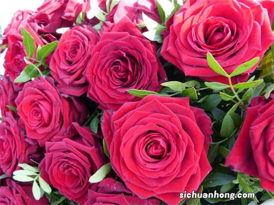 101种玫瑰品种科普，你都认识吗？