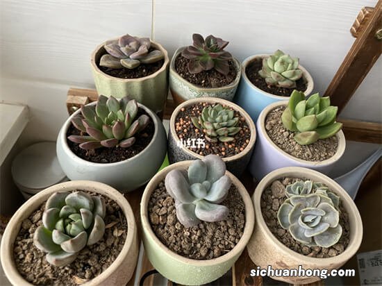 这样买多肉，少走弯路多省钱，品质也不差，还不容易“翻车”