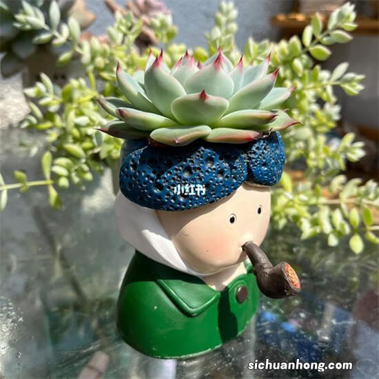 千万别养多肉，因为你养上多肉后，会开始嫌弃别的花卉