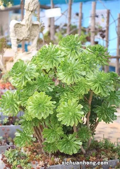 被拉入“黑名单”的3种多肉，养护难度大，新手花友最好别碰