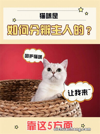 世界上最小猫排行:锈斑豹猫反差萌 东方短毛猫上榜