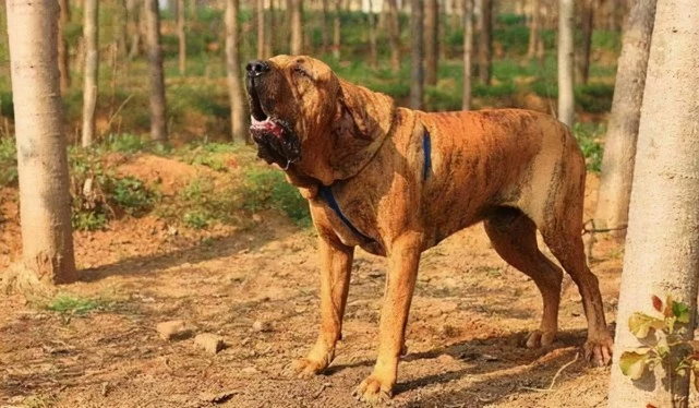 最凶悍的十大名犬：巴西非勒上榜，它是猛犬霸主