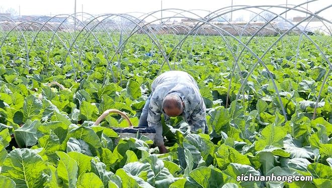 禁止村民栽种蔬菜瓜果有什么影响？