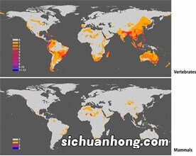 世界十大珍稀海洋动物 蓝鳍金枪鱼上榜,第二有“美人鱼”美称