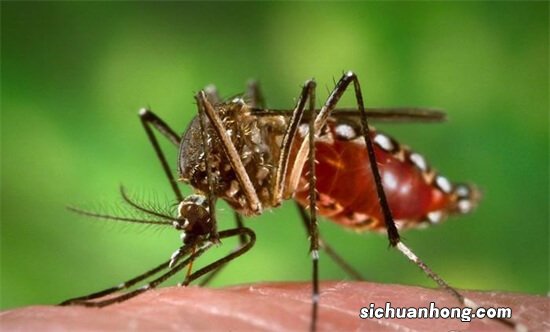 十大吸血昆虫：蜱虫臭虫均上榜 第二常见又讨厌