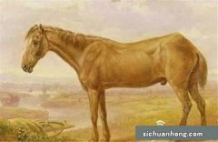 动物界十大寿星排行 最长寿的鸟77岁，第一活到了255岁