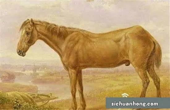 动物界十大寿星排行 最长寿的鸟77岁,第一活到了255岁