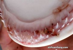 十种长相怪异的鲨鱼排行榜 长尾鲨上榜，第八被称为“海洋中的鳄鱼”