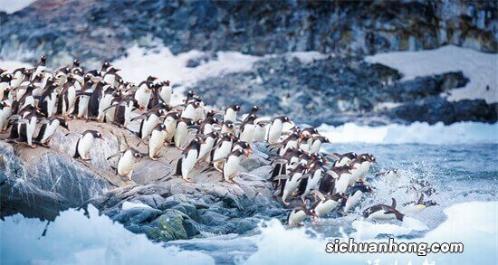 世界十大动物迁徙奇迹 旅鼠可爱 第十可以让白昼暗淡无光