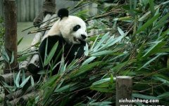 有异象，河南槐树白露开花是咋回事？“竹开花，快搬家”有道理吗