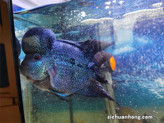 罗汉鱼到底可不可以和其他观赏鱼混养，为什么有的就可以？