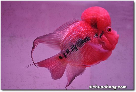 罗汉鱼的鱼缸选什么背景好？