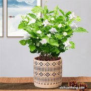 家人身体不好，5种花再喜欢也要搬出去，安全又健康