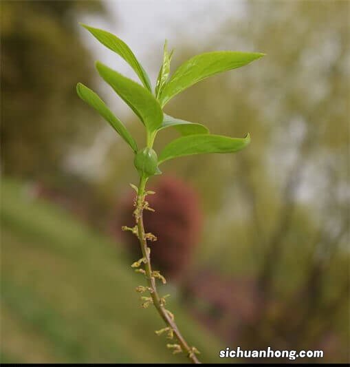 为什么有的树锯掉主干就死了，有的树却可以重新长出来？