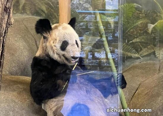 4月8日起丫丫起居全部移交中方人员 丫丫现在怎么样了？