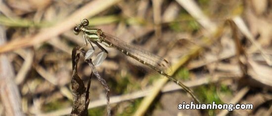 地球远古十大灭绝动物排行榜 恐龙上榜 第六是金刚原型