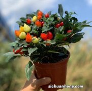 给花喝点油吃口蒜，叶子翠绿巴掌大，虫子死光，1个月蹭蹭爆盆！