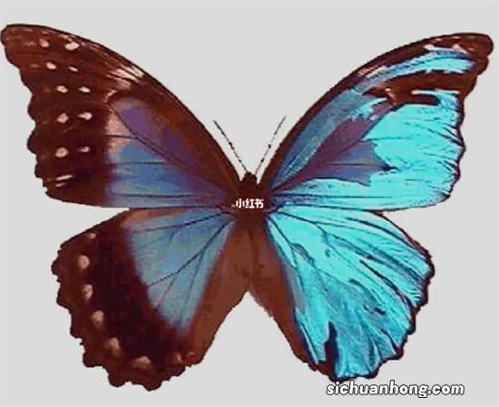 世界十大最出名的蝴蝶,光明女神闪蝶上榜,第一被誉为蝶之骄子