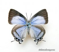 世界最珍贵的十大蝴蝶，皇蛾阴阳蝶上榜，第一是中国特有珍品