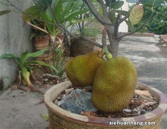 榴莲也能种到盆栽里?只需一个榴莲核,以后连榴莲钱都省了!