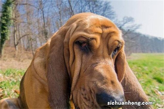 十大适合当警犬的狗 大丹犬上榜,德牧第一