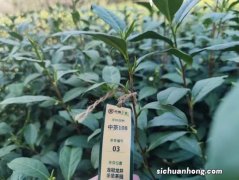 重磅科普 「茶百科」深度剖析茶树