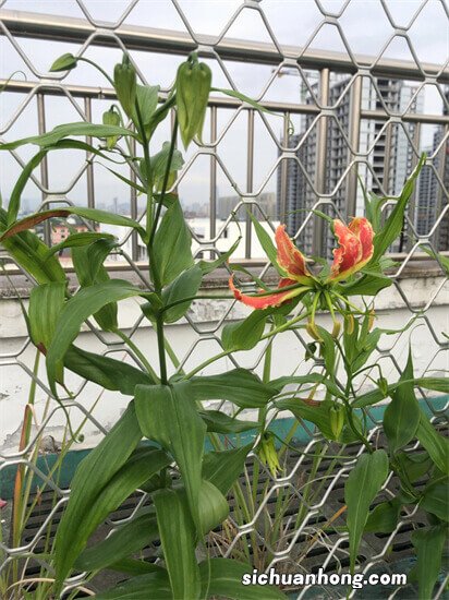 这种植物，外形像极了百合，更是百合的“加强版”！