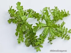 ?误食野菜中毒该怎么办 春天吃野菜注意事项
