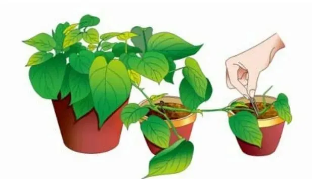 不同种类花卉的繁殖方法