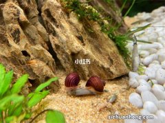 ?日本8336米深海发现的什么怪鱼 日本深海发现的怪鱼叫什么