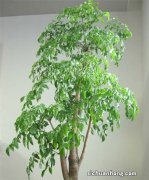 家庭养什么盆栽？这4种，寓意好很好养，年年旺，幸福吉祥好运