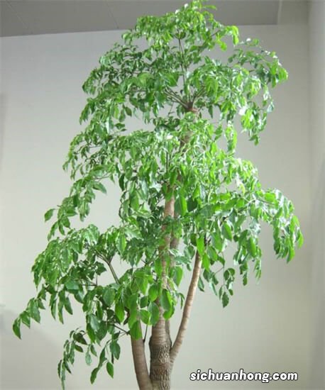 家庭养什么盆栽？这4种，寓意好很好养，年年旺，幸福吉祥好运