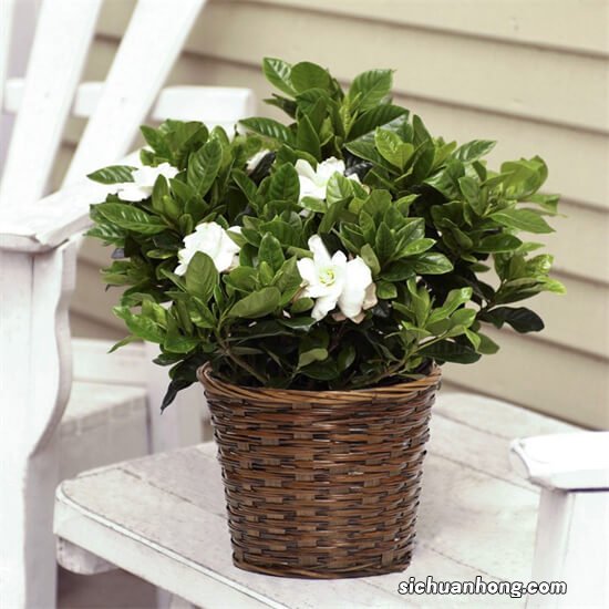 没有小院的家里，坚决不养4种花，养不出“好状态”