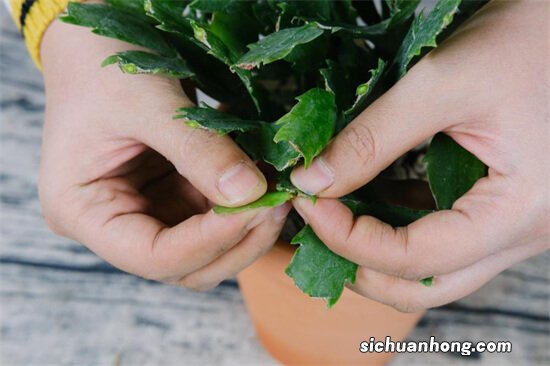 栀子黄叶、长寿黑腐···夏天养花，死法都不一样